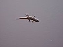 Mexico2005 010.jpg